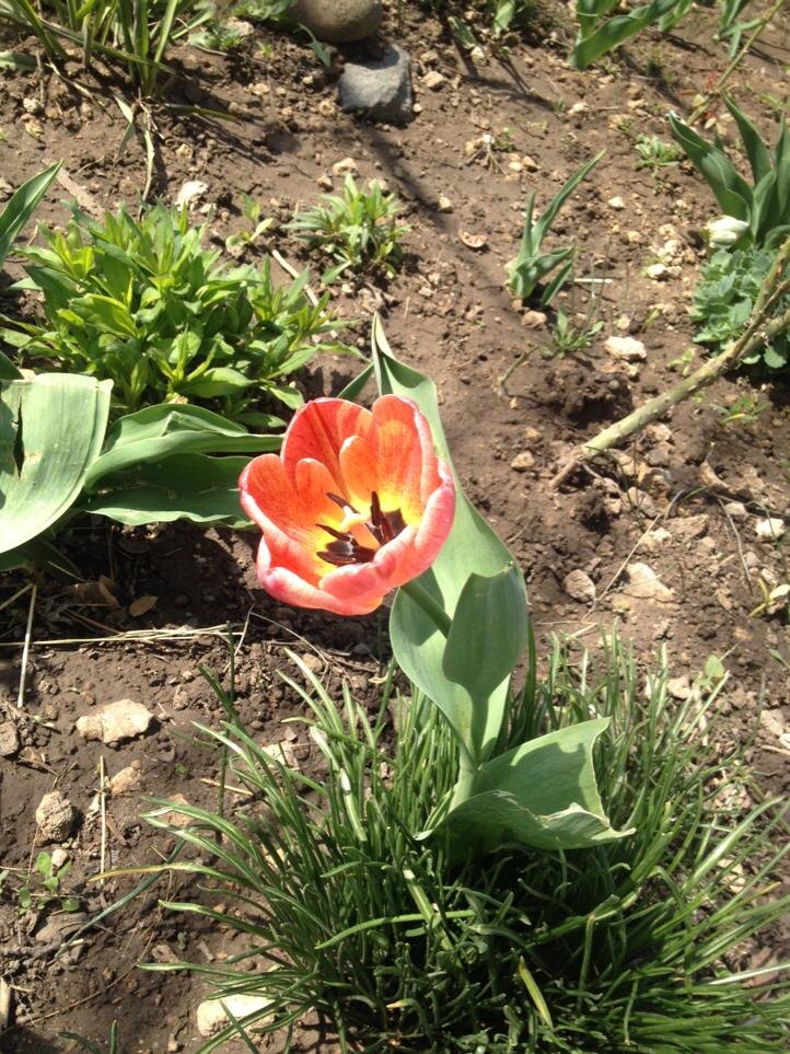 А это еще один распустившийся тюльпанчик в нашем цветнике