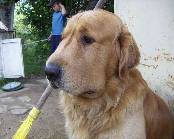 Скуби после укуса гадюки 