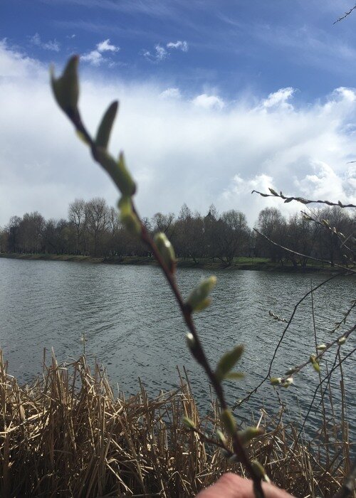 Весна пришла.  Фото Ан. Троилиной 18.04.20  на Измайловском острове в Москве