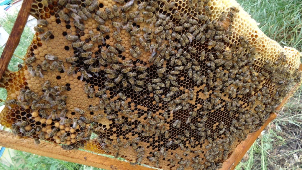 Видно, что внизу пчёлы настроили трутневых ячеек. Фото из открытых источников.