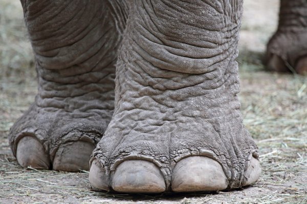 https://st.depositphotos.com/1363871/4941/i/950/depositphotos_49416263-stock-photo-closeup-of-elephant-feet.jpg