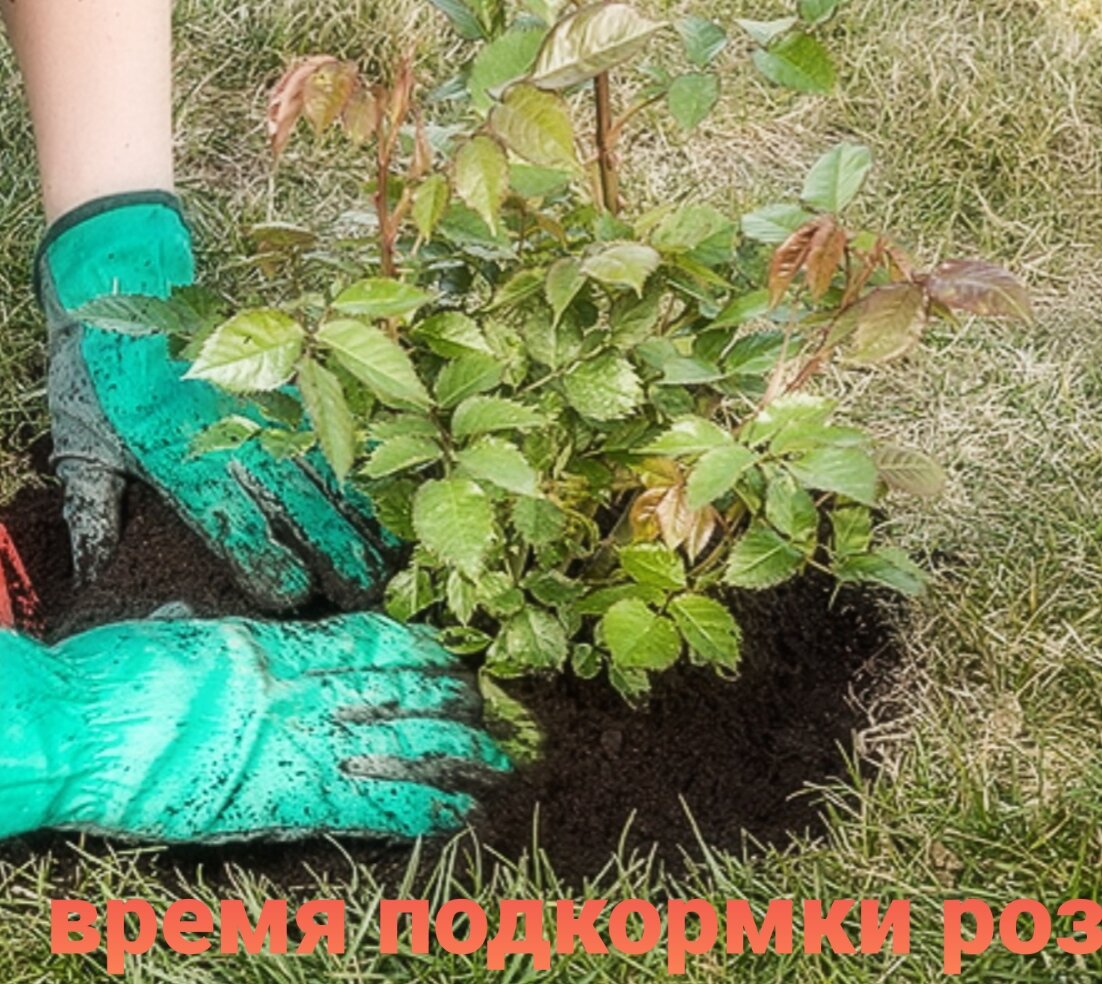 Вносим удобрения под куст.