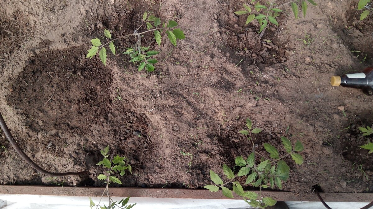 На растении должно остаться как минимум 5-6 настоящих листиков после обрезки.