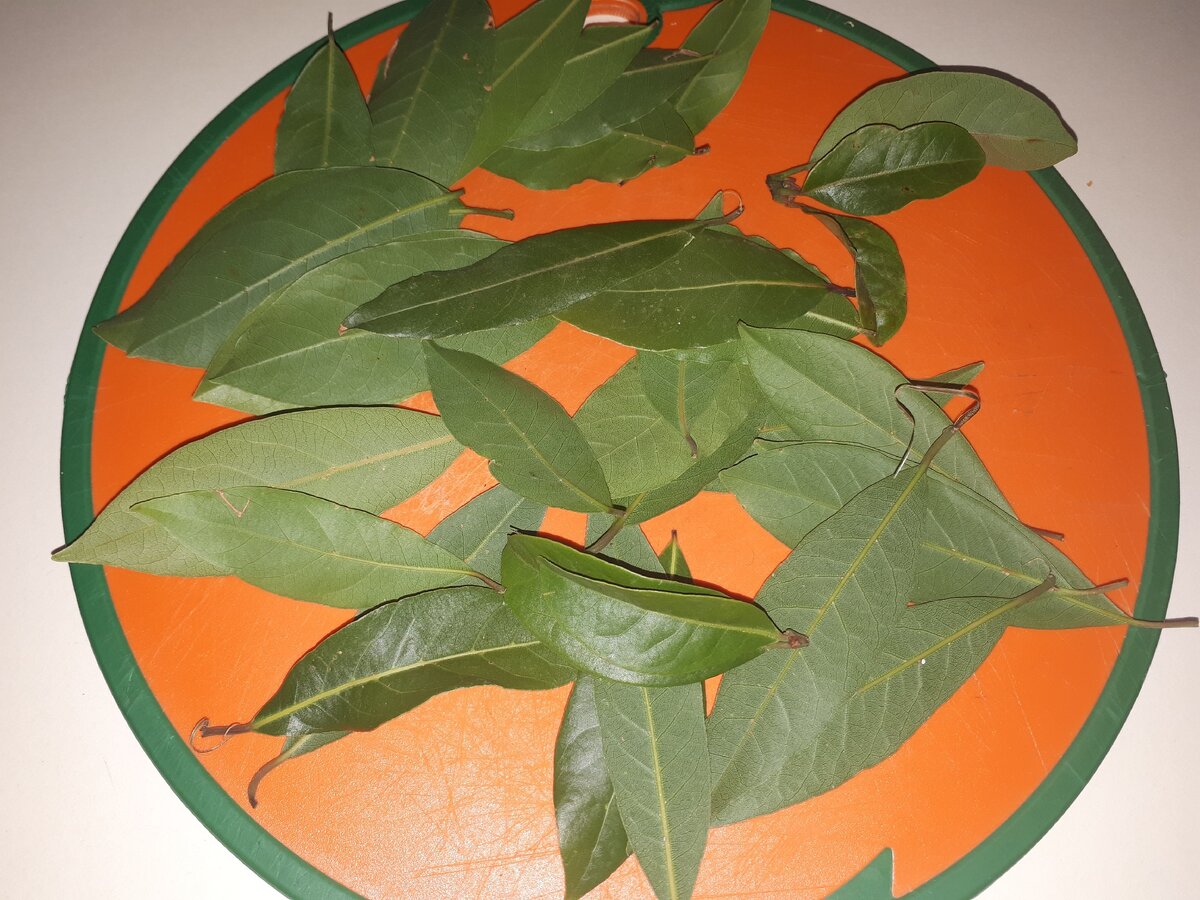 Лавровый лист осталось только высушить