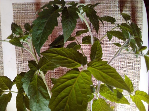 
Ботва томата
