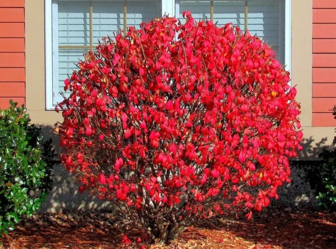 Бересклет в саду