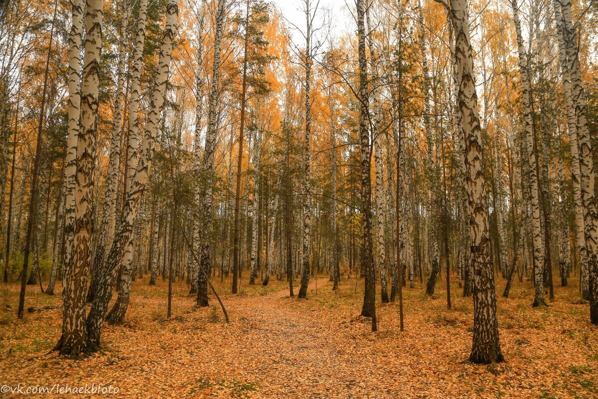 Зеленая роща 1 отзывы