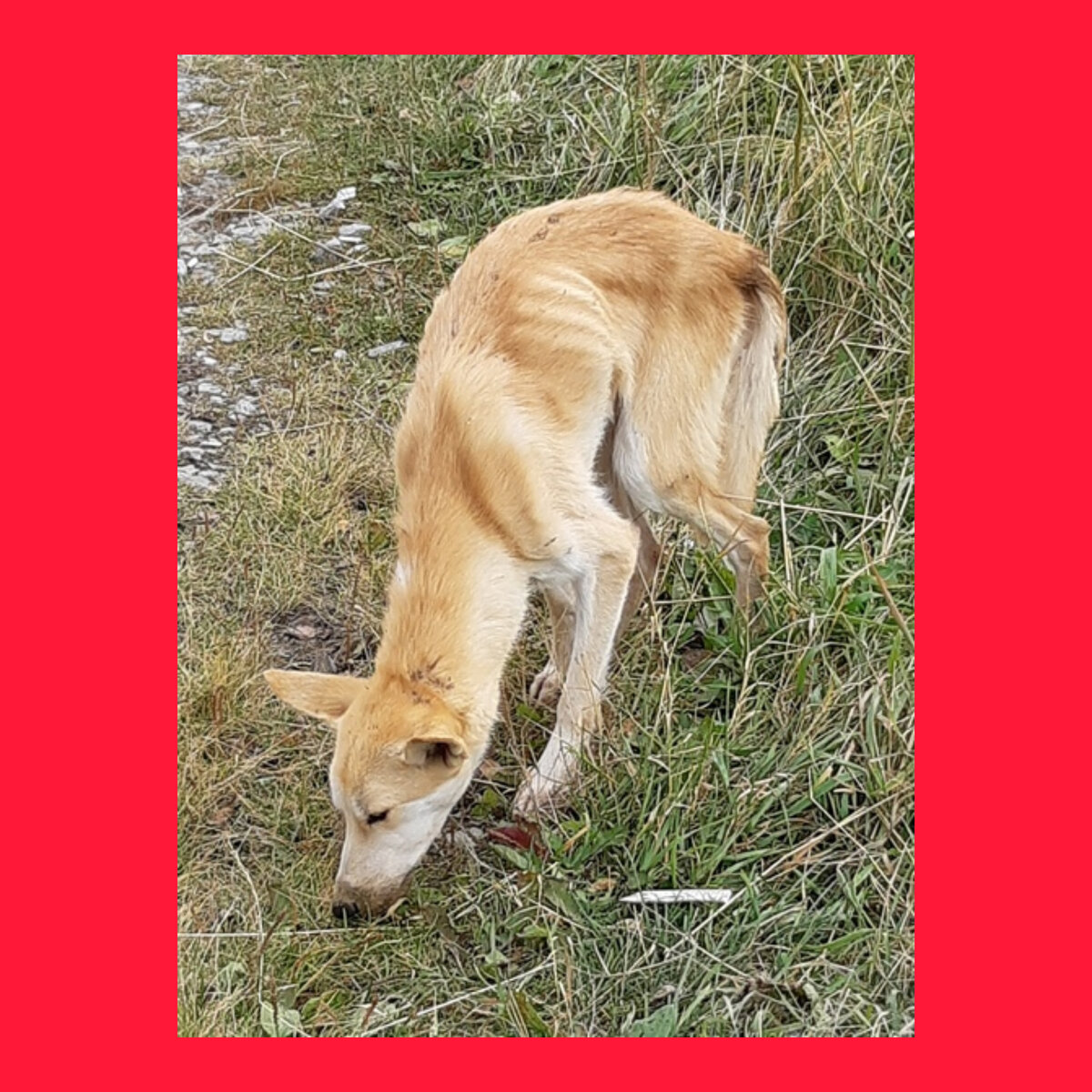 Такую Найду нашли сегодня. 