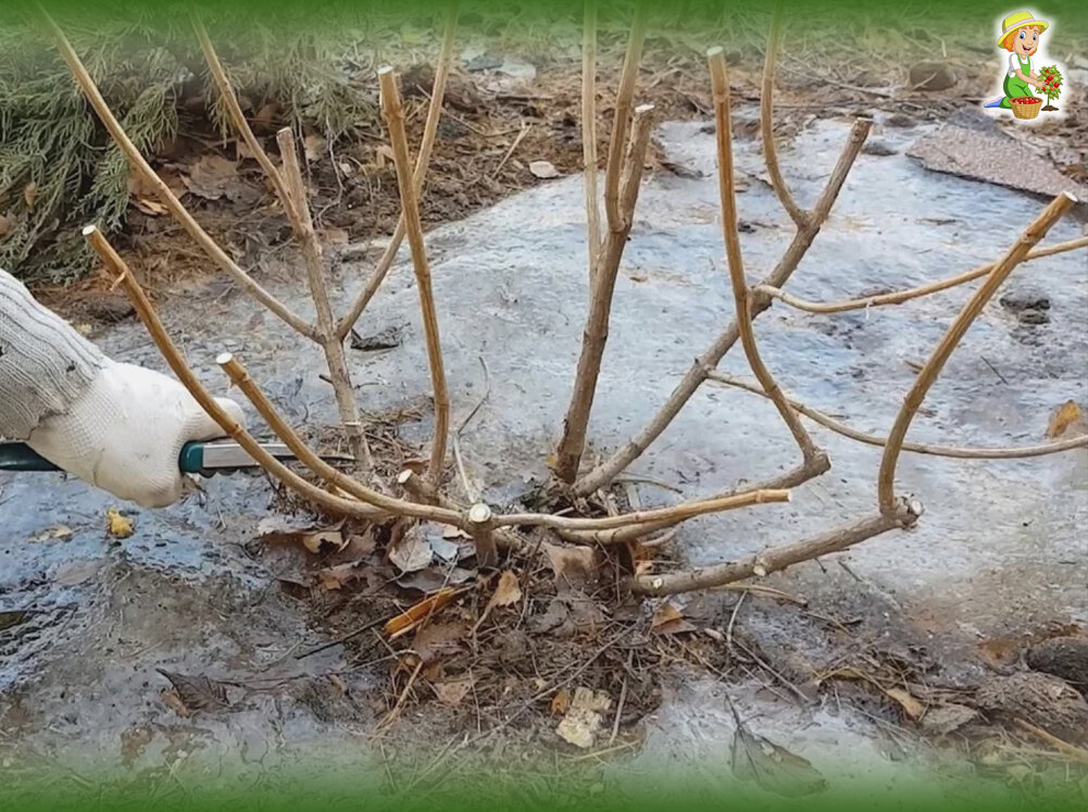 Обрезка гортензий. Фото из открытых источников в интернете