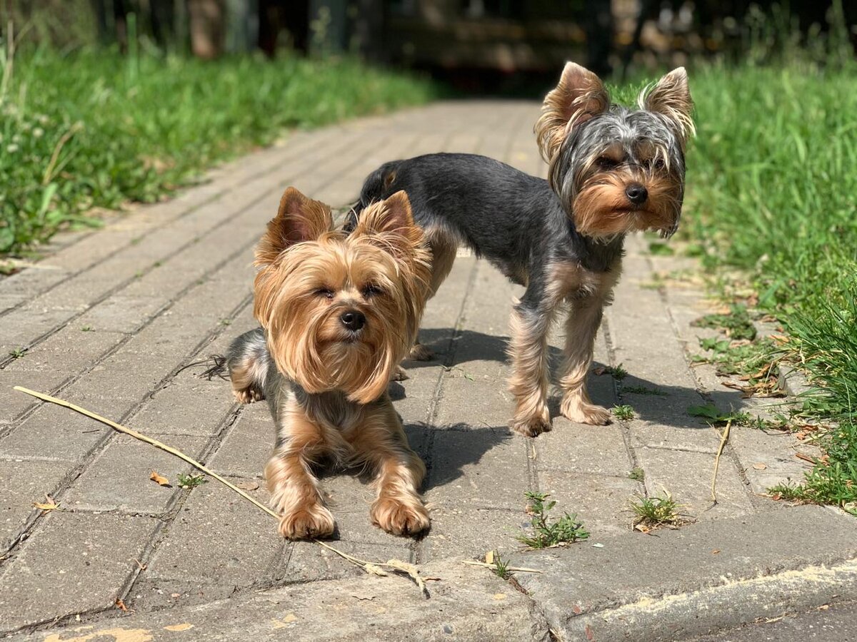 Милашка лежит, Тотошка стоит за нею. Она всегда прячется за маму.