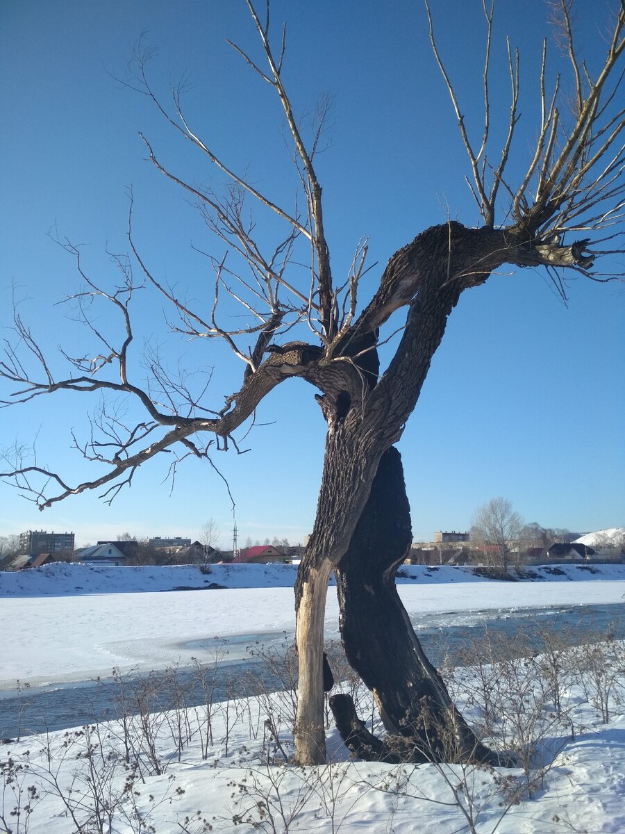 То самое дерево Аши