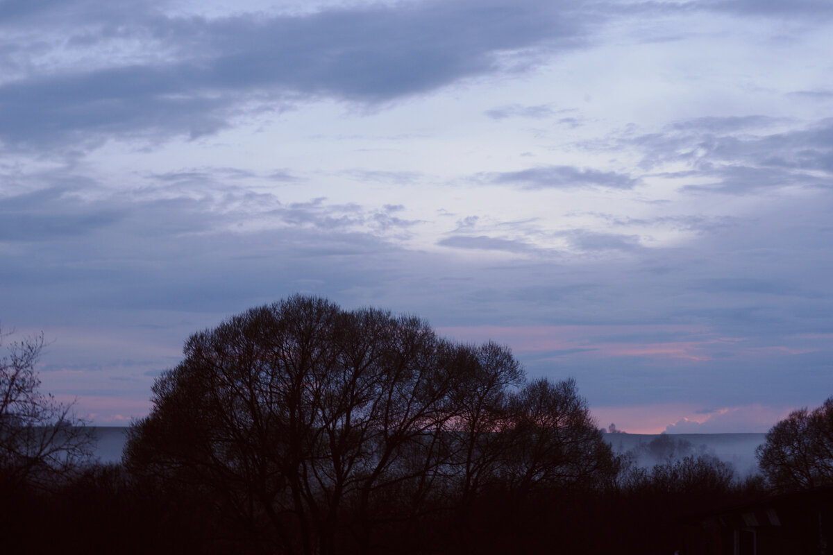 Ракита в конце участка в любое время дня притягивает взор