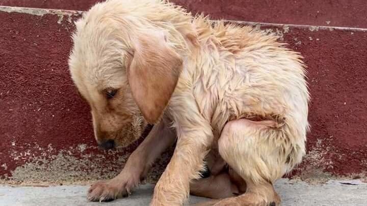 Это не Сеня.  У меня не сохранились его детские фотографии Сенин портрет в следующем посте