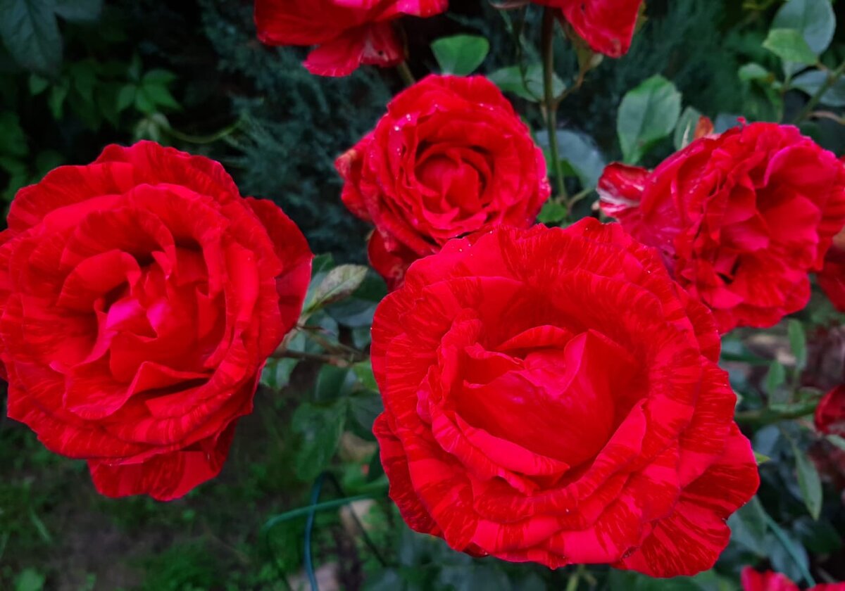 Рэд Интуишн. Ч/г роза. 