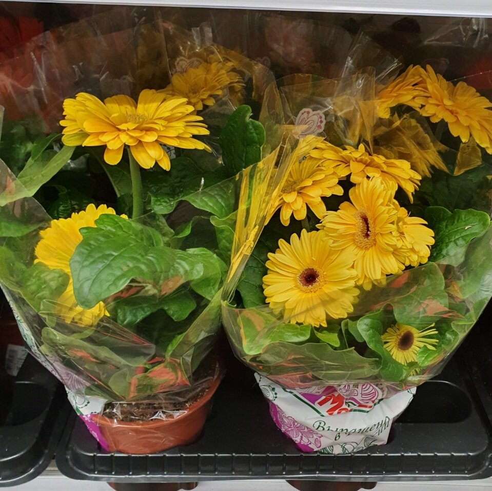 Такая же растет у моей мамы