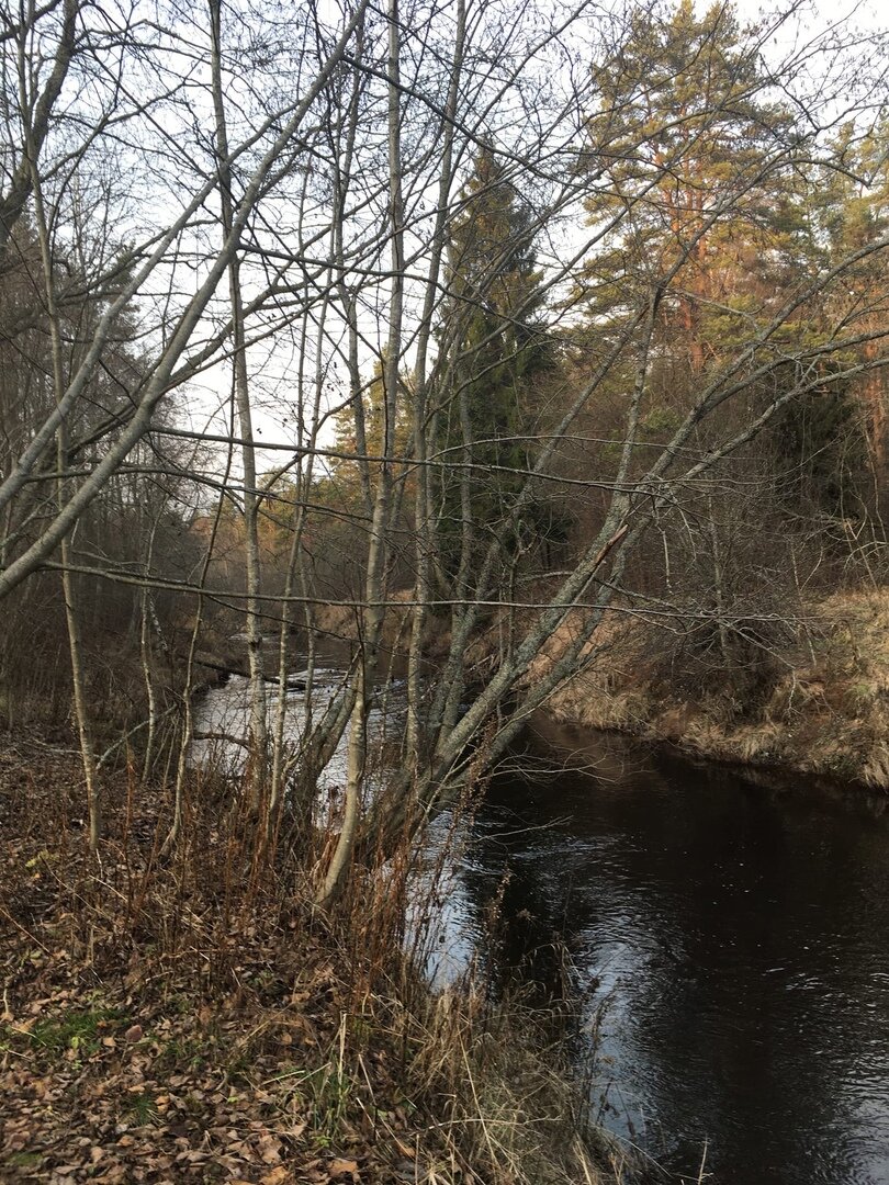 Эта часть берега реки Сестры сейачс находится за забором. Пройти можно, пока забор из сетки рабица, в которой жители легко делают лазы.