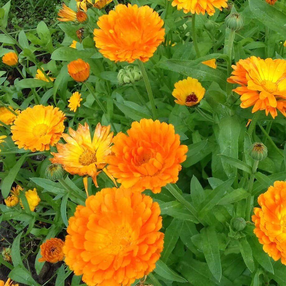 Такие оранжевые островки у меня везде по огороду (фото автора)