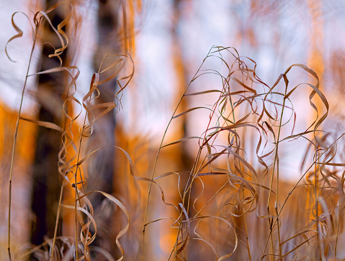 Кудрявые травы на закате. Снято на аллее за домом.