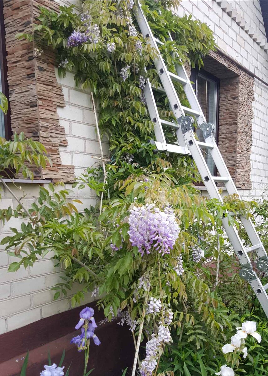 Глициния, выращиваем глицинию в Беларуси