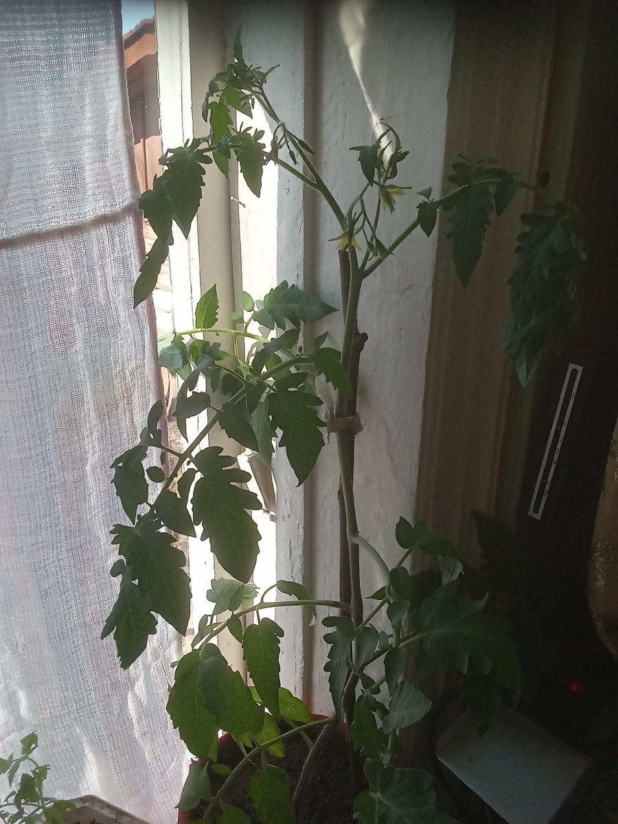 Томат Благовест. Посеян 1 февраля. На фото затенен от солнца марлевой занавеской.