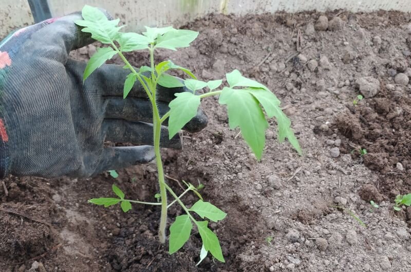 Рассада томатов в 2021 году.