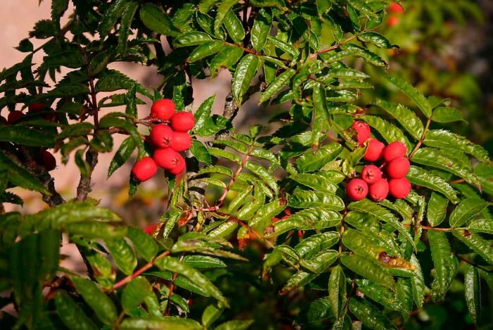 Рябина обыкновенная (Sorbus aucuparia) - Растения - Справочник - Мой Мир