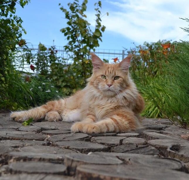  Наша кошка мейн-кун Колумбия - мамочка котят помета "W" . https://vk.com/club186121815