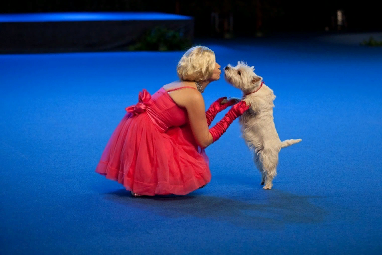 Собаки в цирке. Цирковые собачки. Выступление щенка. Дрессированные пудели. Собачки в цирке.