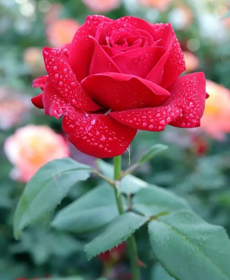 Из свободного источника Интернет 