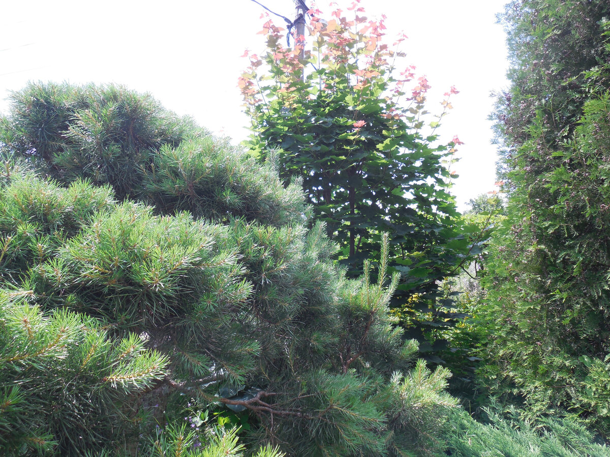 Конец июня прошлого года. К осени побеги отрастут ещё!