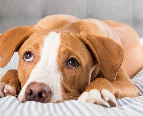 Лечение энтероколита у собаки: