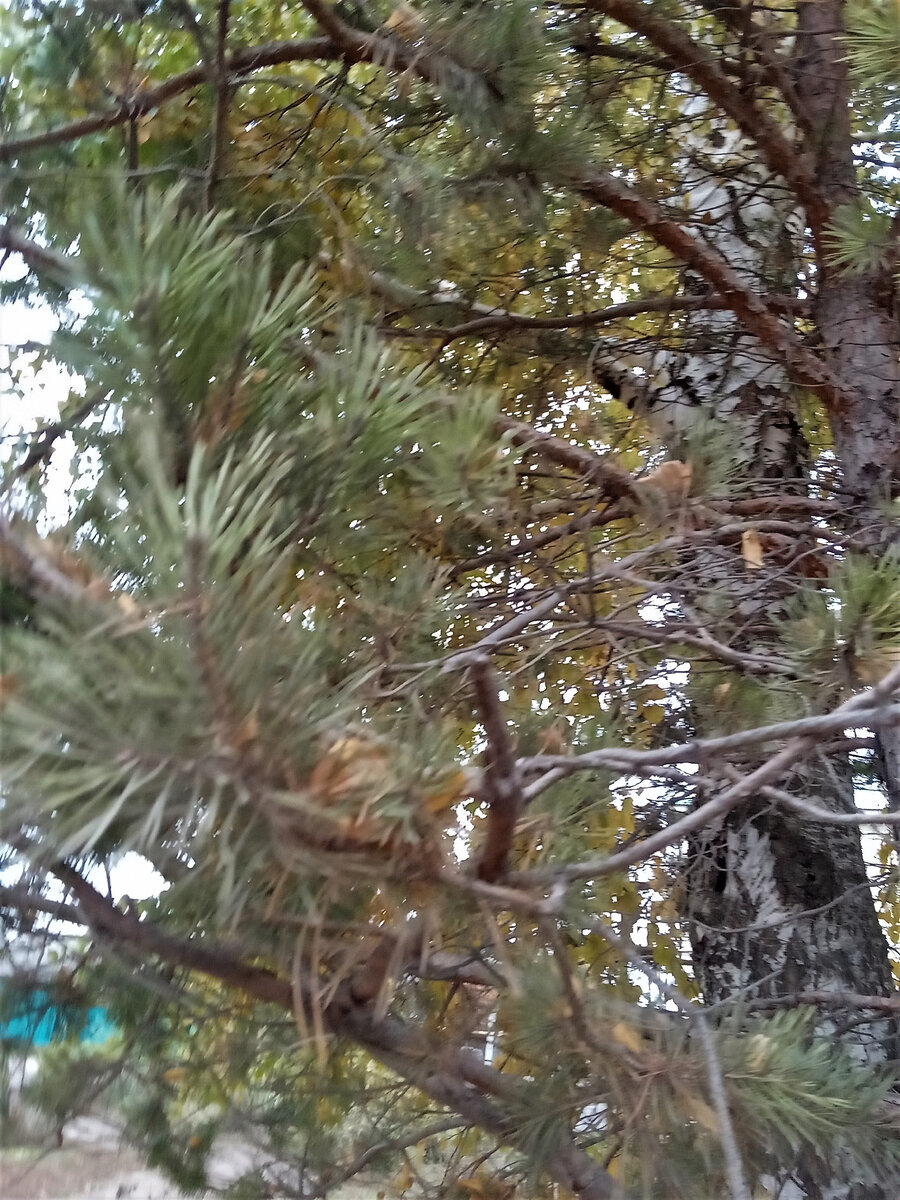 Это ноябрь. Фото автора канала.