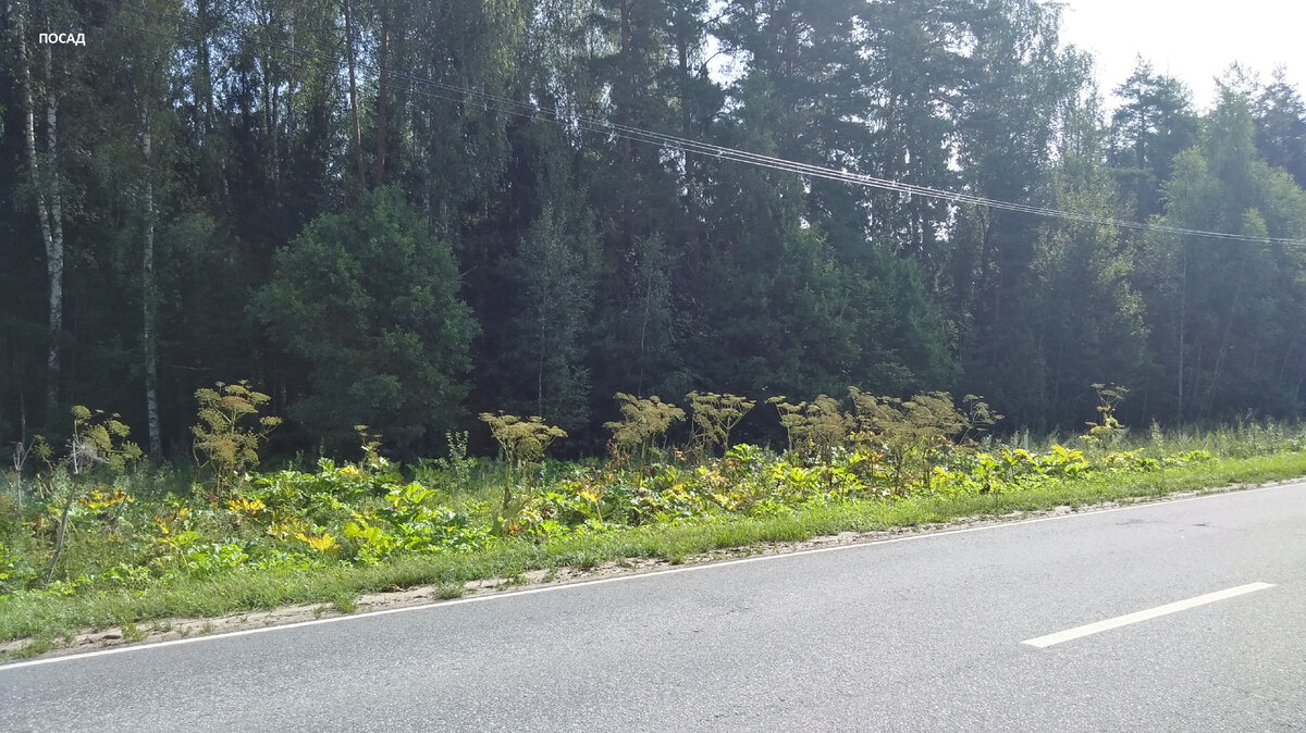 Борьба борьбы с борьбой. По другому не скажешь. Вдоль дороги лопухи борщевика полили каким-то сильнодействующим (раз листья пожухли, значит, сильнодействующий, так?) гербицидом, а чуть дальше колосятся себе борщевики, семена вызаривают. Что это? Чужая зона ответственности? Будете смеяться, но борщевик...продают!