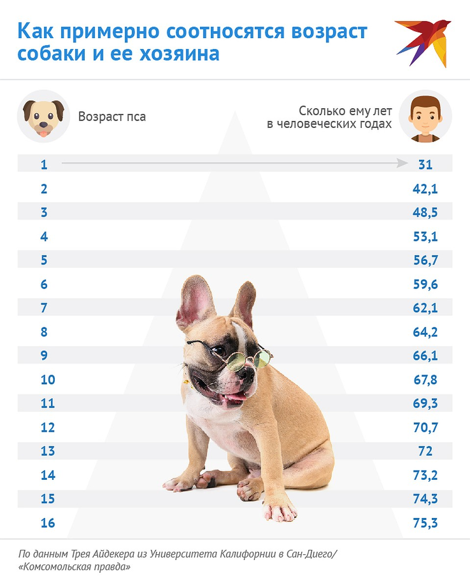 Как определить возраст собаки по человеческим меркам: секреты расчета