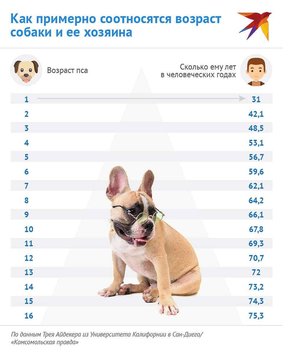 Собака по человеческому возрасту. Таблица возраста собак мелких пород. Возраст собаки по человеческим меркам таблица той. Таблица возраста собак по человеческим меркам мелких пород. Возраст собаки по человеческим меркам таблица чихуахуа.