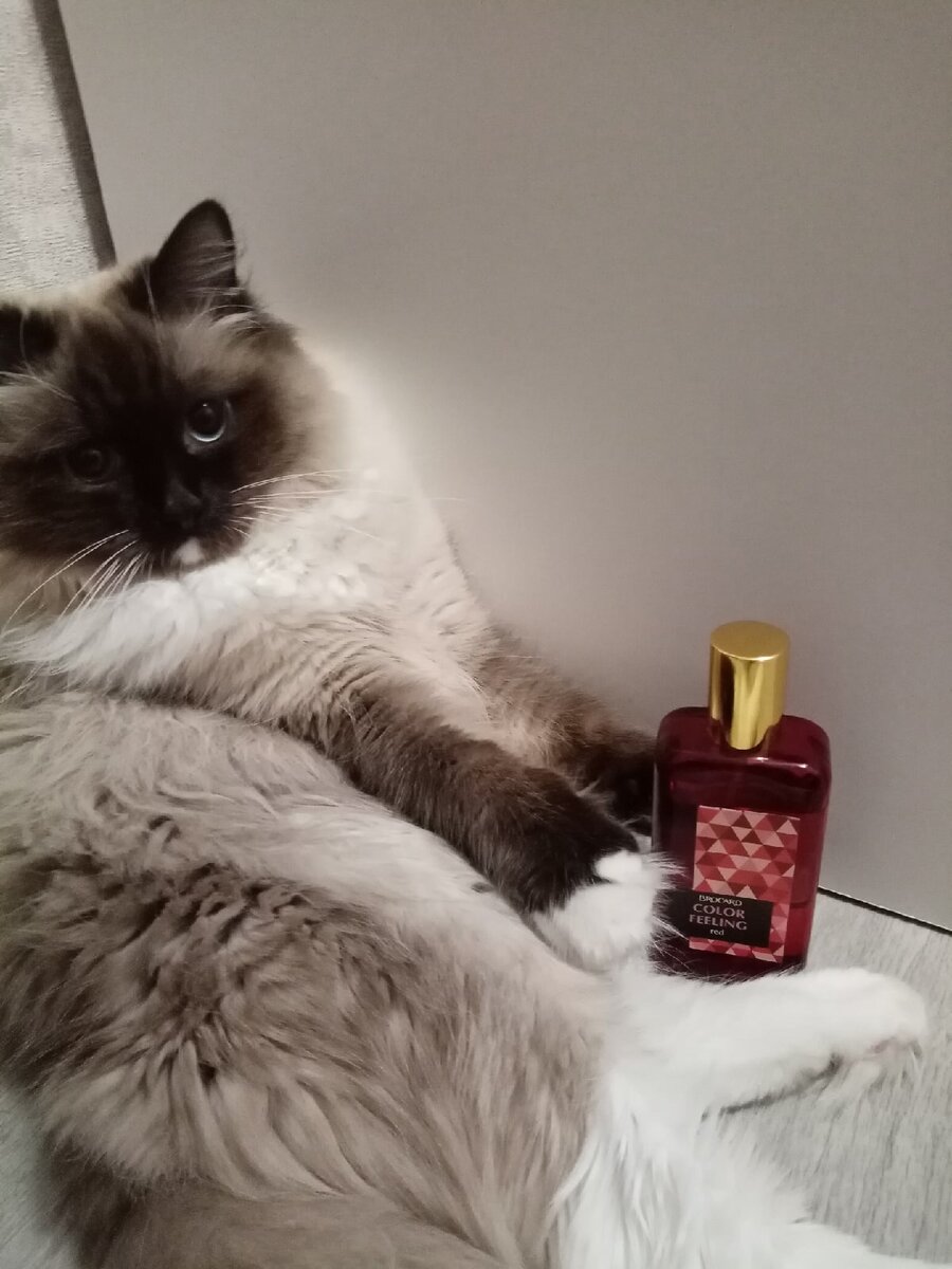 Менеджеры Brocard, пожалуйста, обратите внимание на этого маленького промоутера:)