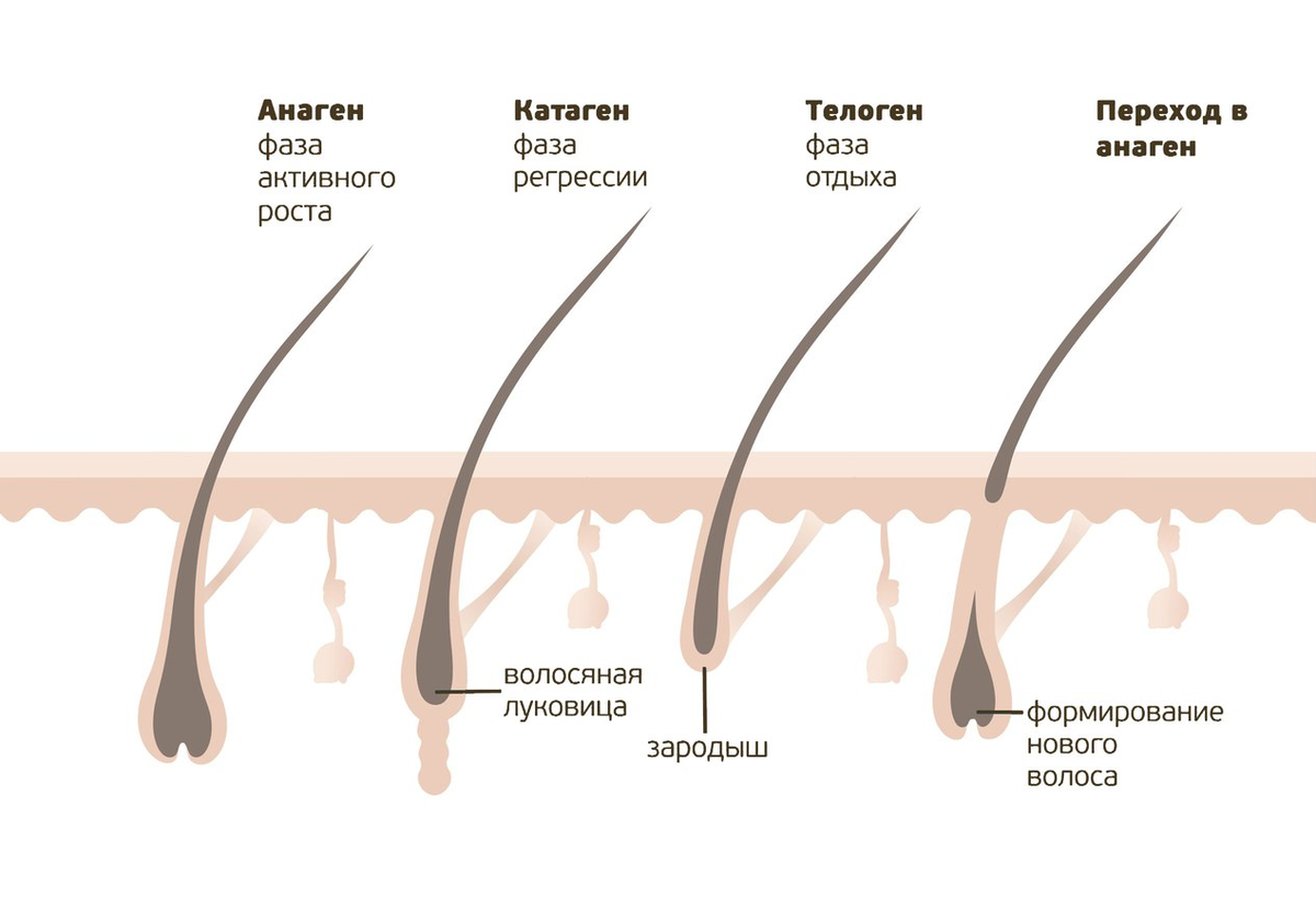 Почему у мужчин короткие волосы а у женщин длинные волосы