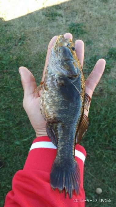 Фото из источников