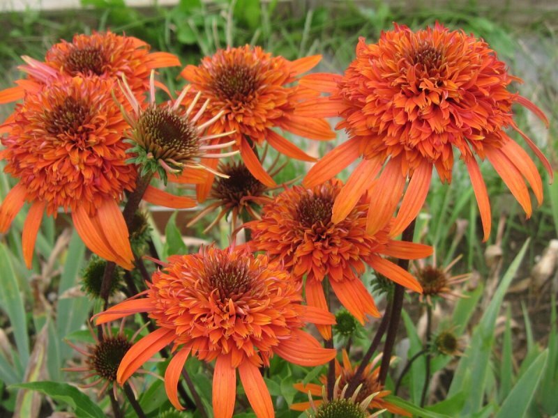 Оранжевые махровые эхинацеи "Мармелад". Подруга из Новосибирска обещала поделиться со мной этими яркими и радостными цветами. Это фото из свободного доступа.