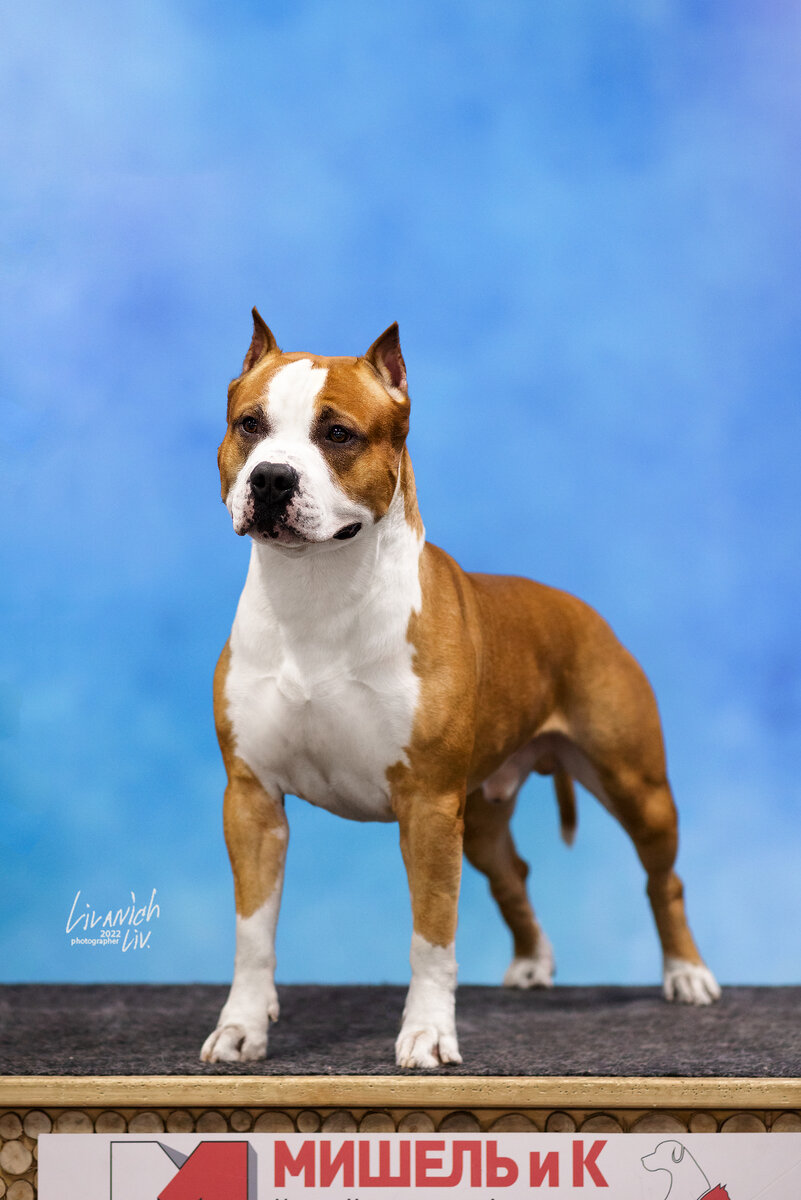 Чемпион России, РКФ, 2Юный Чемпион РКФ, Юный Чемпион России, Tcenniy Prize Eyes To Eyes ( Аарон)( Московская область). 