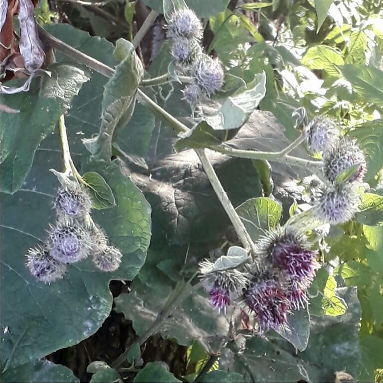 Лопух или репейник