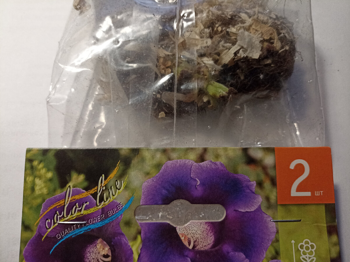 Приобретенные клубни глоксинии. Фото автора