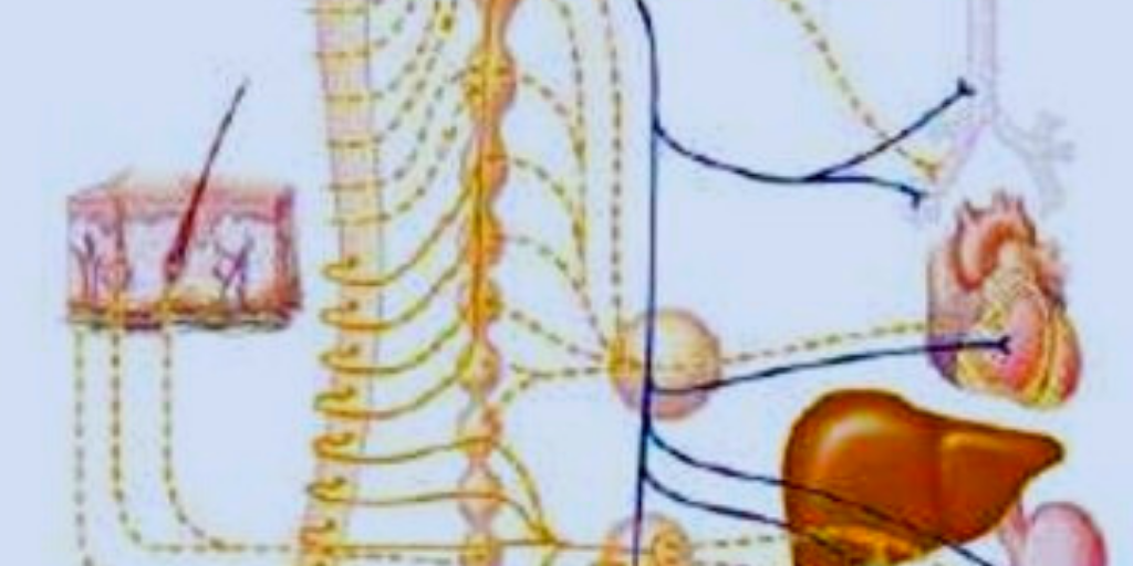 Вегетативная невропатия, что это такое и как лечить | Хворь не помеха ...