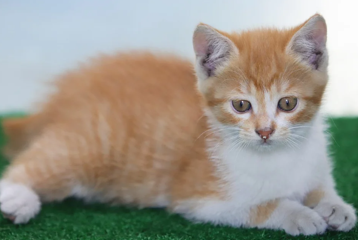 Добавьте описание