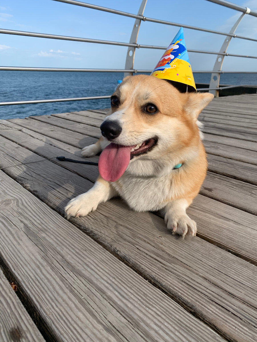 Праздничная прогулка на море, тут корги 1 год.