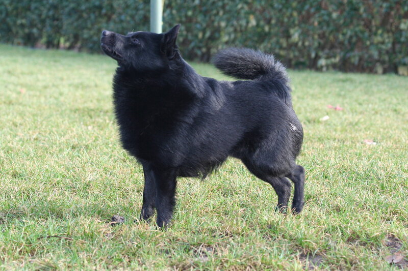 Примерно таки и был Кучум. Его фото не сохранилось, поэтому пришлось позаимствовать изображение на "Яндекс-Картинках"