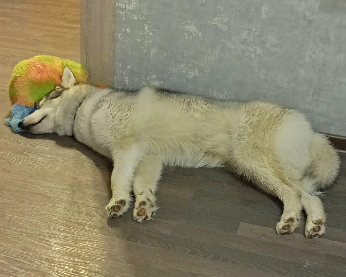 Обожаю когда Вилли спит 