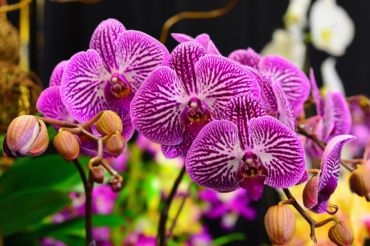     Янтарная кислота для орхидеи фаленопсис: чем полезна и как правильно её применять?