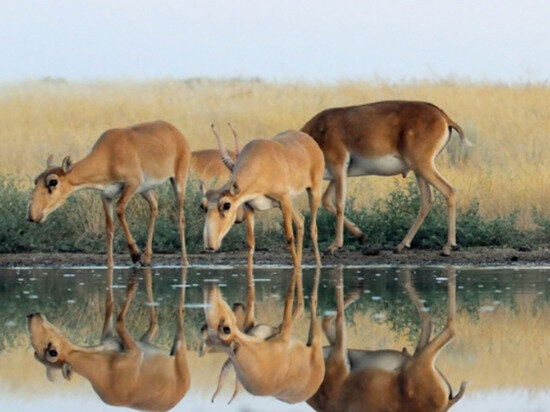     фото: заповедник "Черные земли"