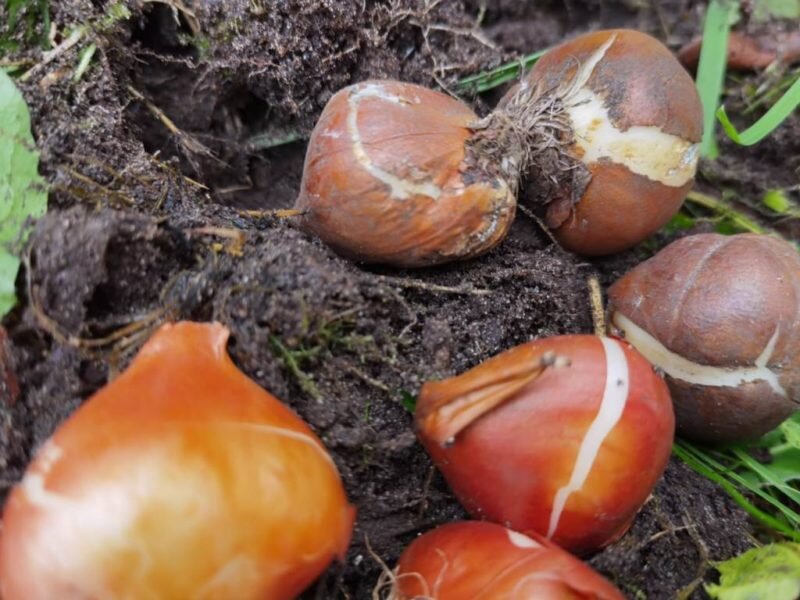 Луковицы тюльпанов. Иллюстрация для статьи используется по стандартной лицензии